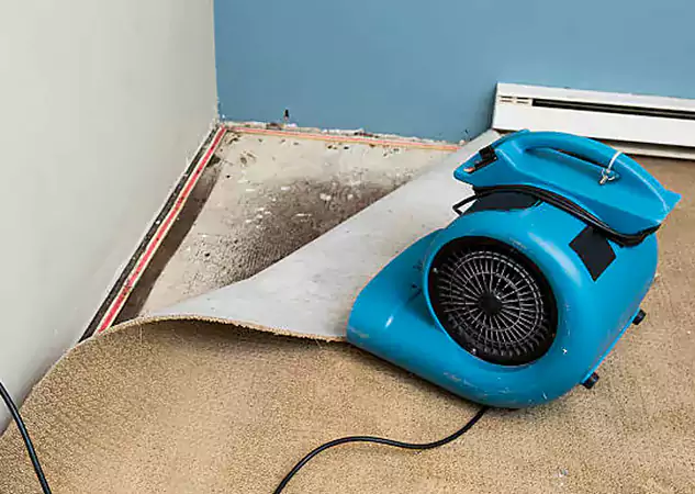 Your Water Damage Experts in Senoia, GA
