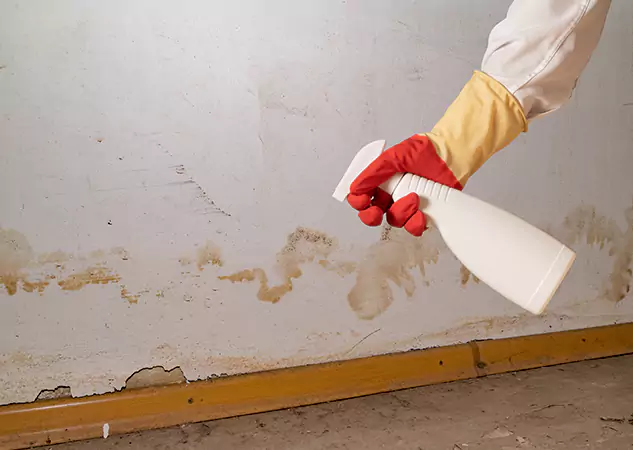 Your Water Restoration and Mold Remediation Specialists in Senoia, GA