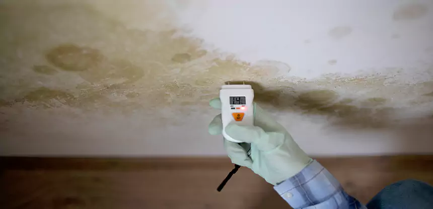 Emergency Mold Remediation in Senoia