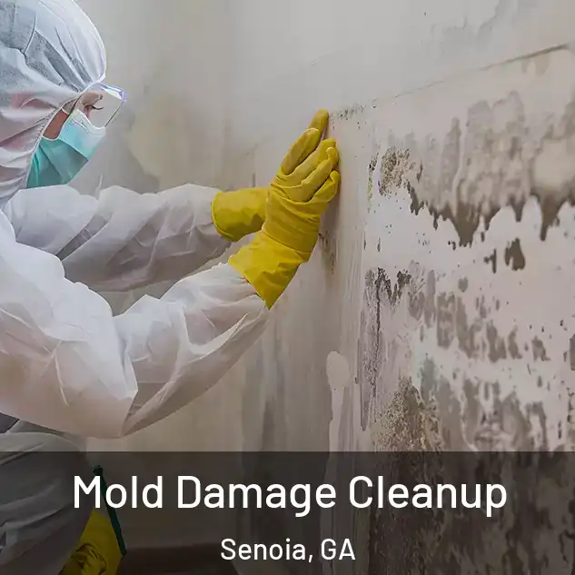  Mold Damage Cleanup Senoia, GA